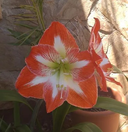 Mayia Bungalow Σπίτι διακοπών *